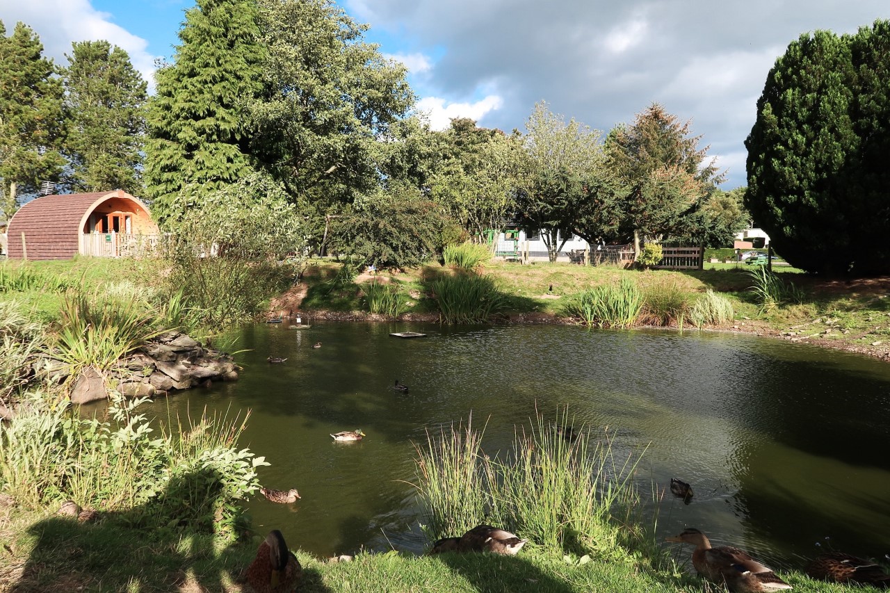 feeding the ducks at Deeside