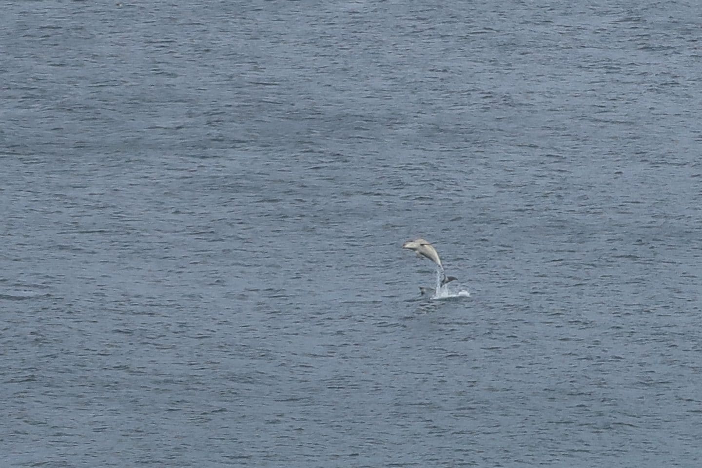 dolphin jumping out of sea Lewis