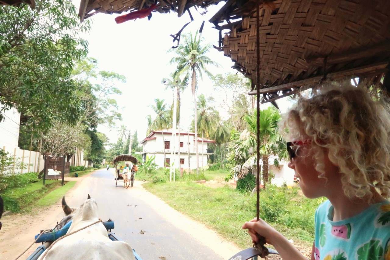 child on a bullock cart in Sri lanka