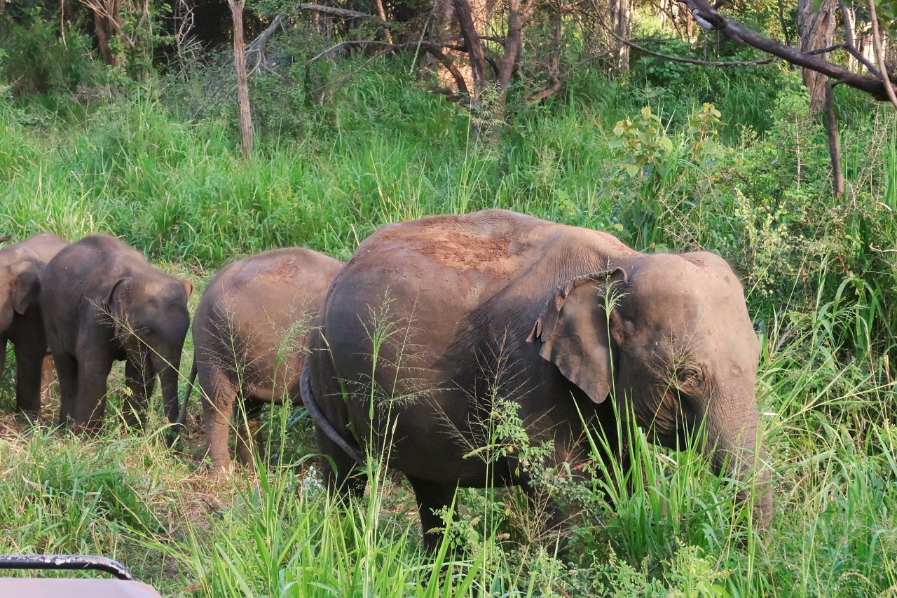 elephant family walking in Sri Lanka bush