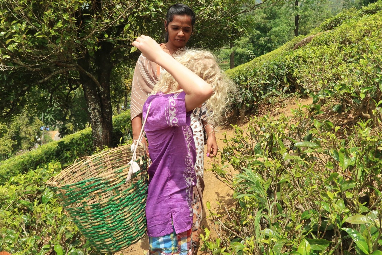 child picking tea leaves on tea plantation