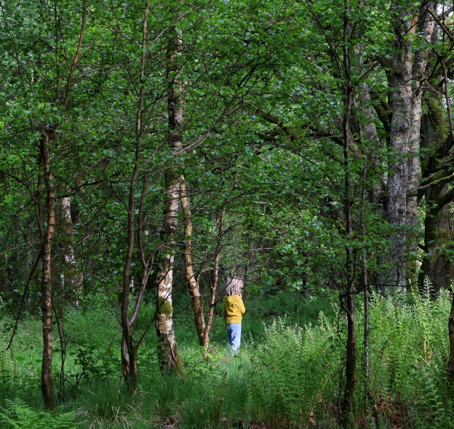 lost in the woods