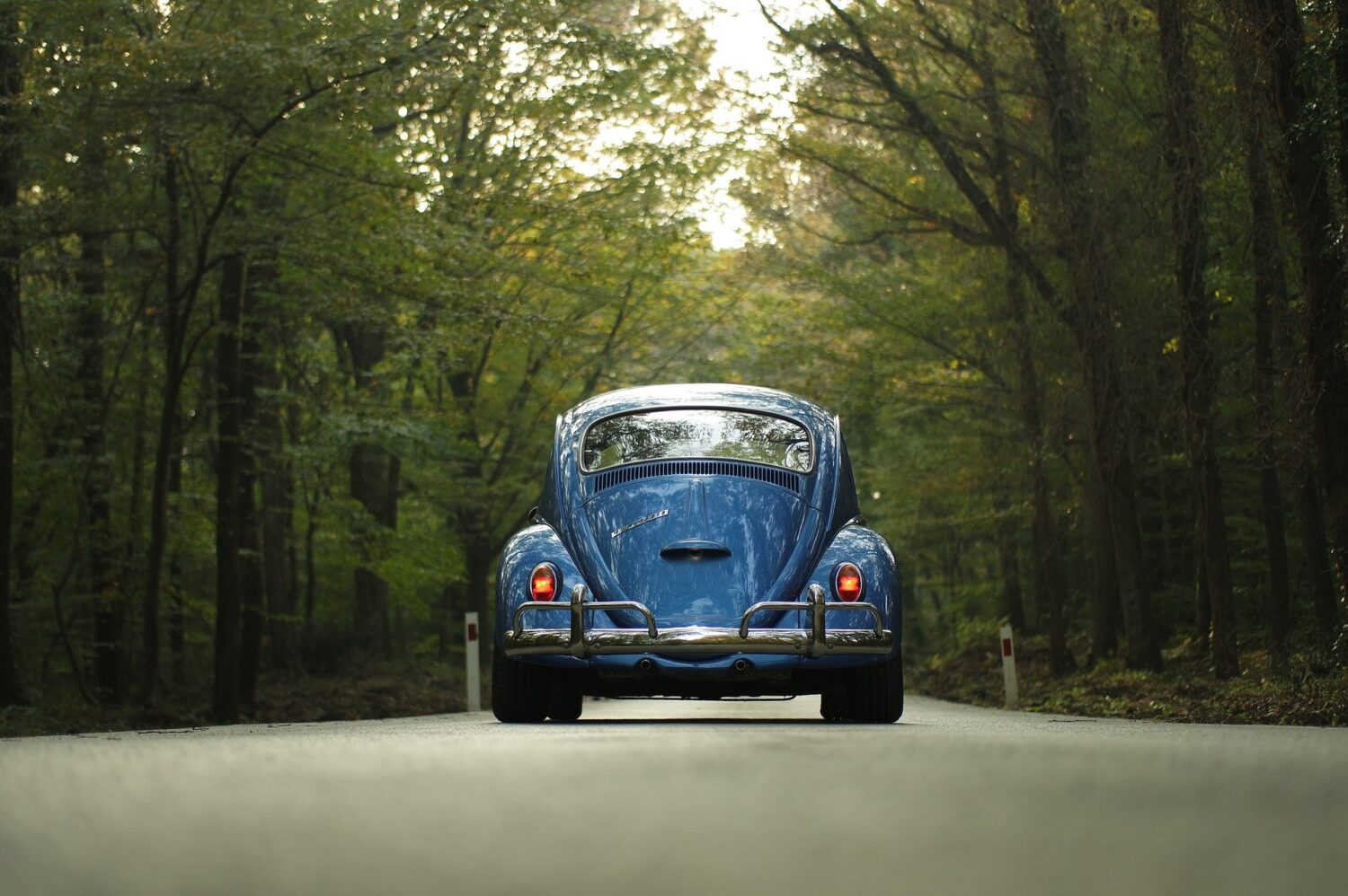 car driving through wood