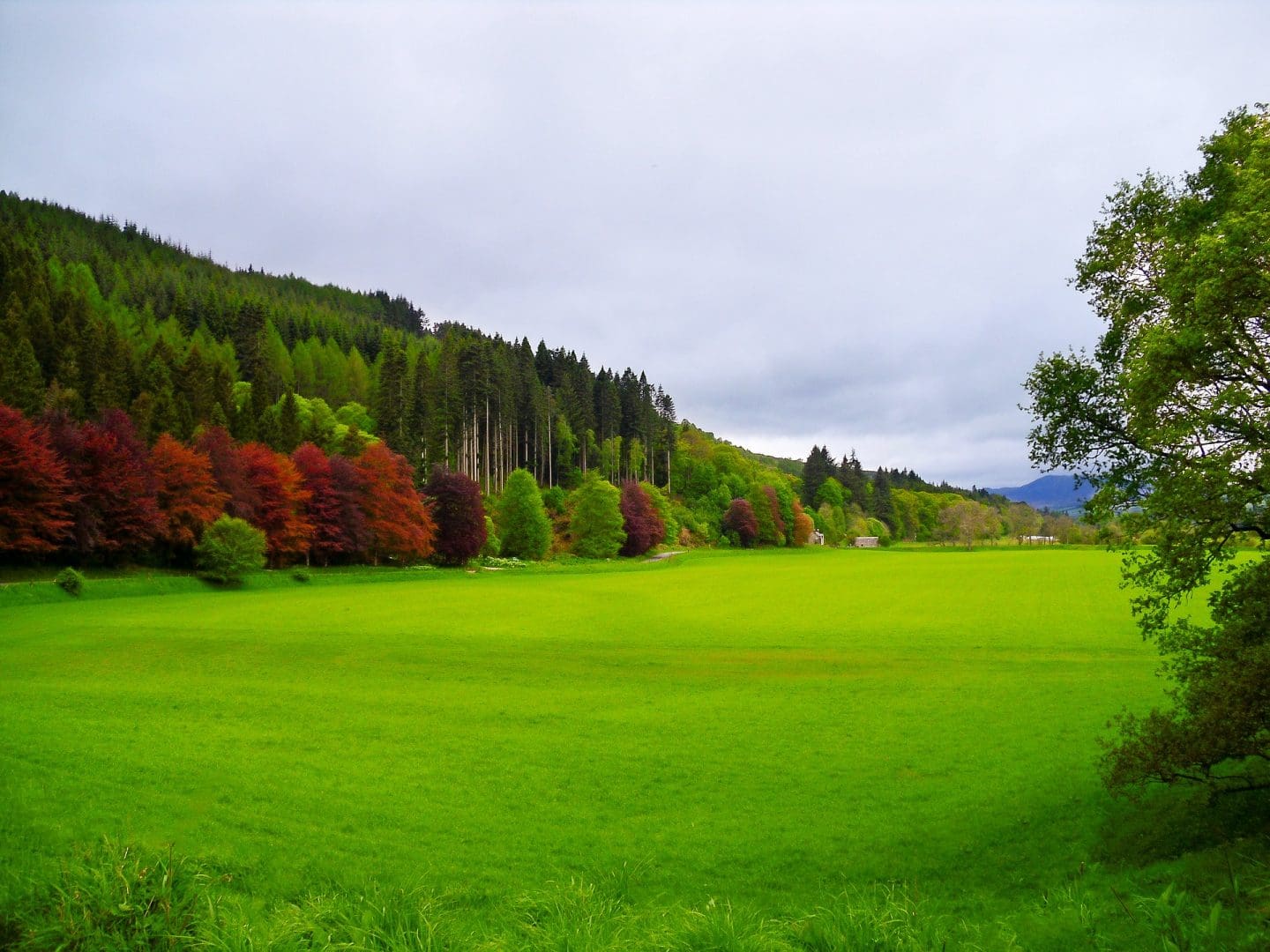 dunkeld field