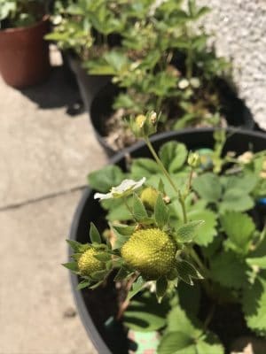 strawberries growing