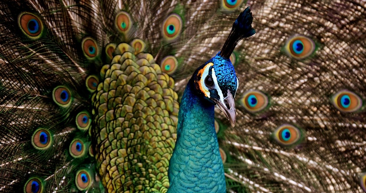 peacock