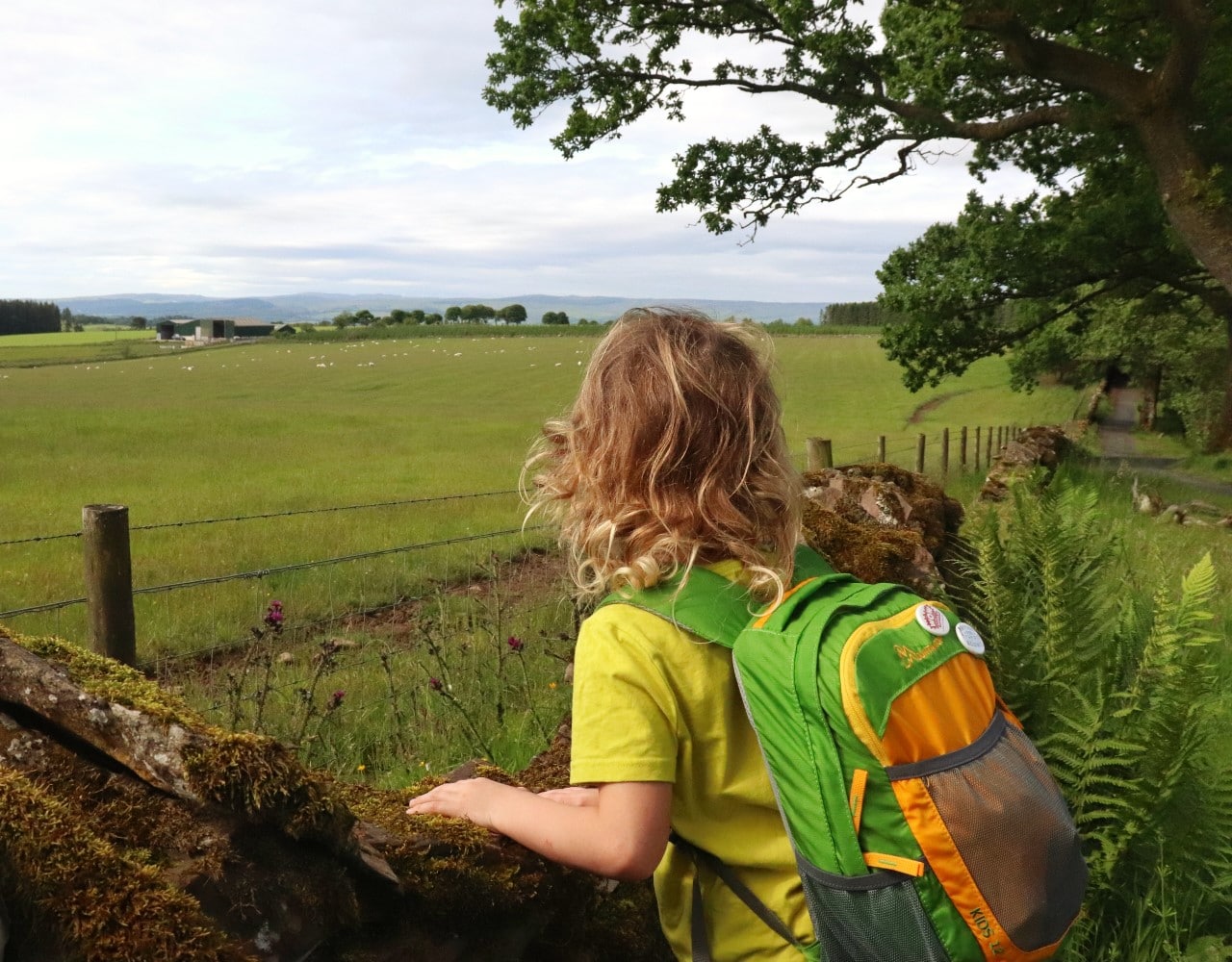 child looking over wall at field of sheep