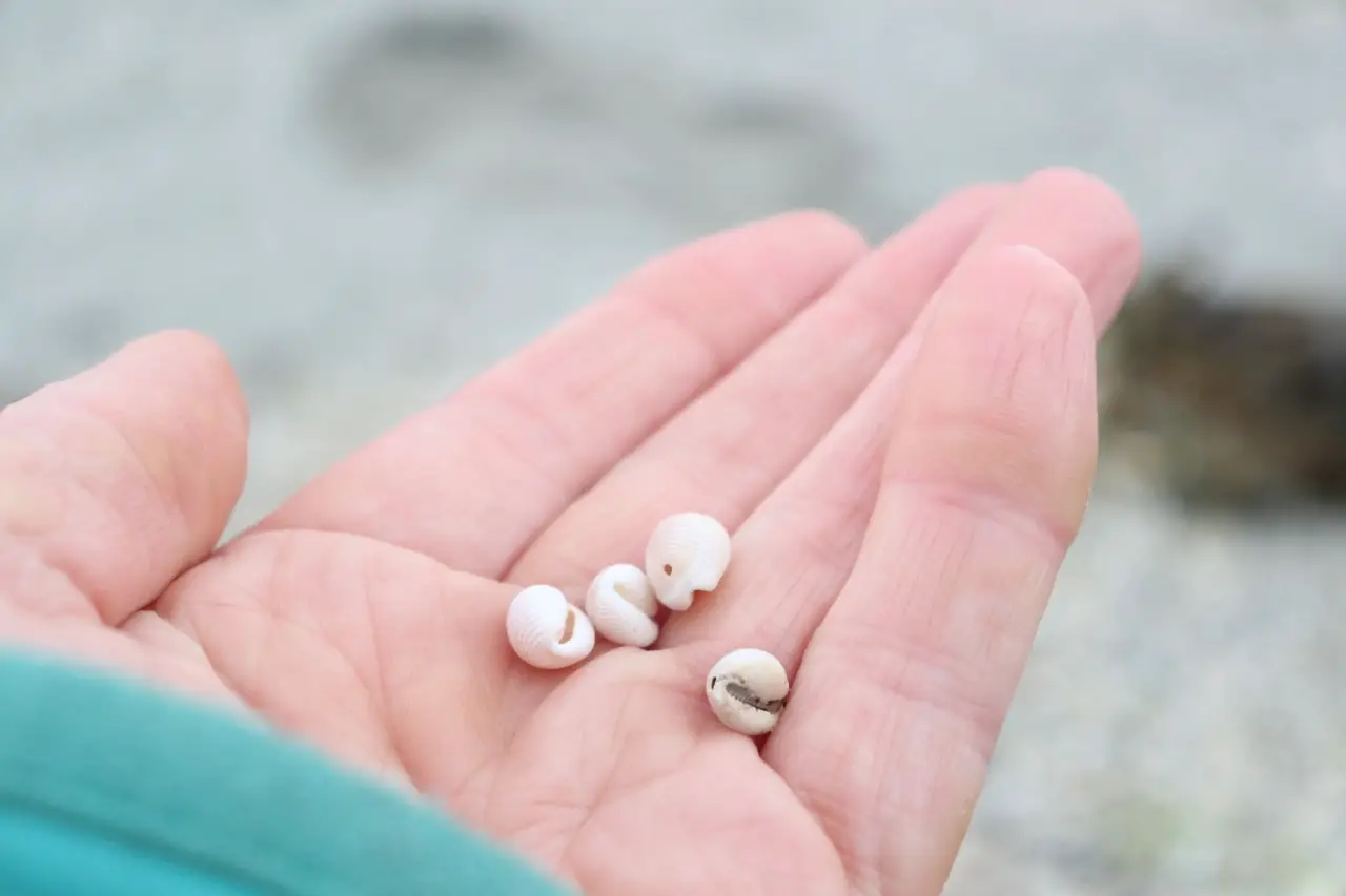 Scottish cowrie shells
