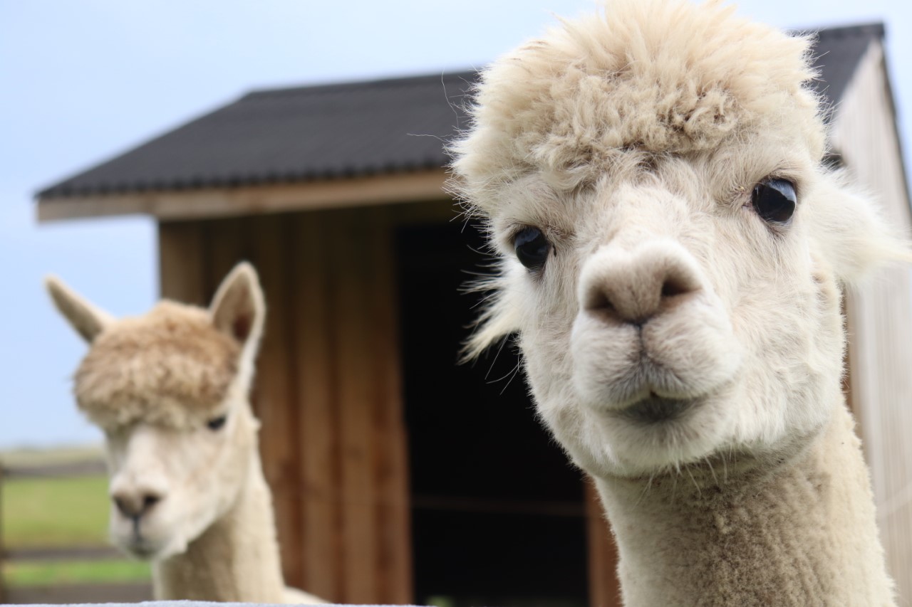 alpaca at Harvest Moon Holidays