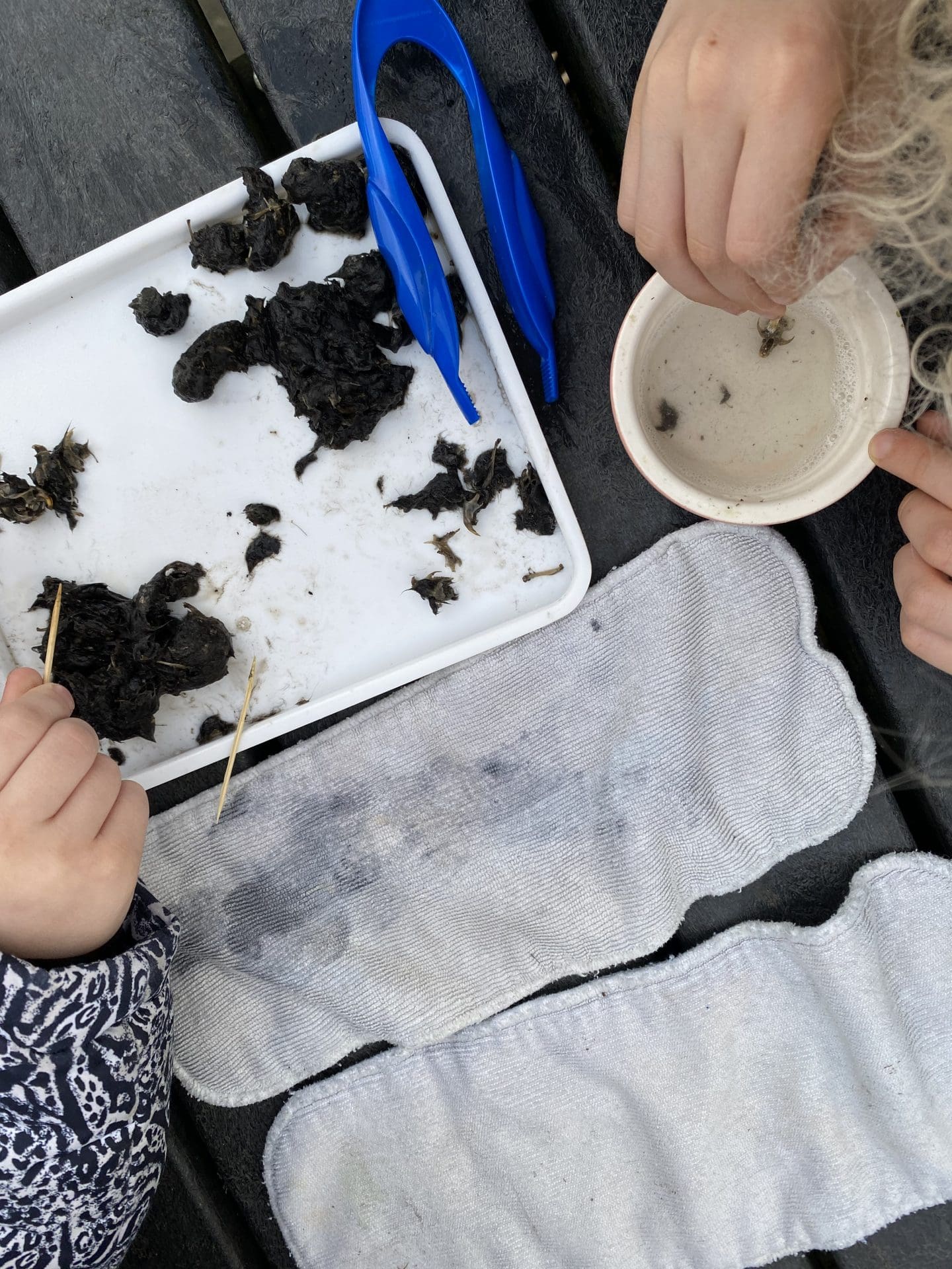 owl pellet dissection