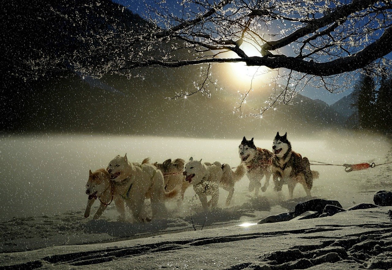 huskies Norway