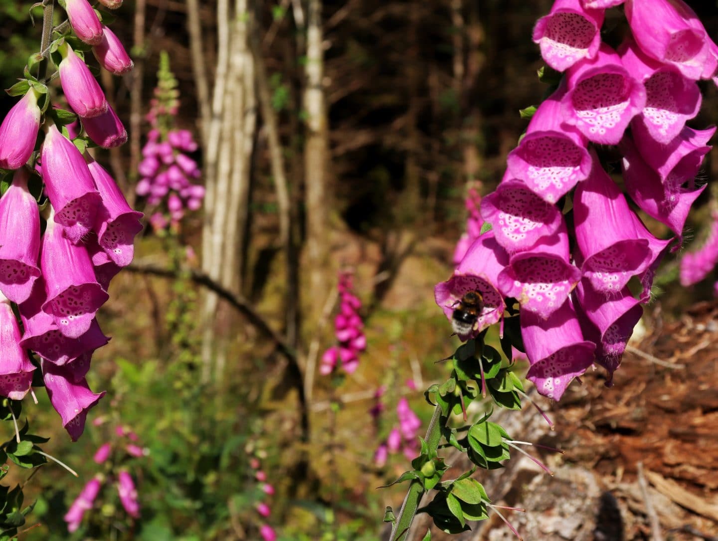 foxgloves and bees