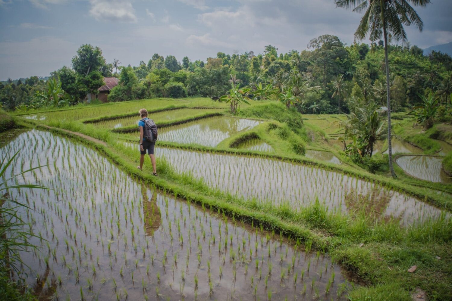 Bali rice field