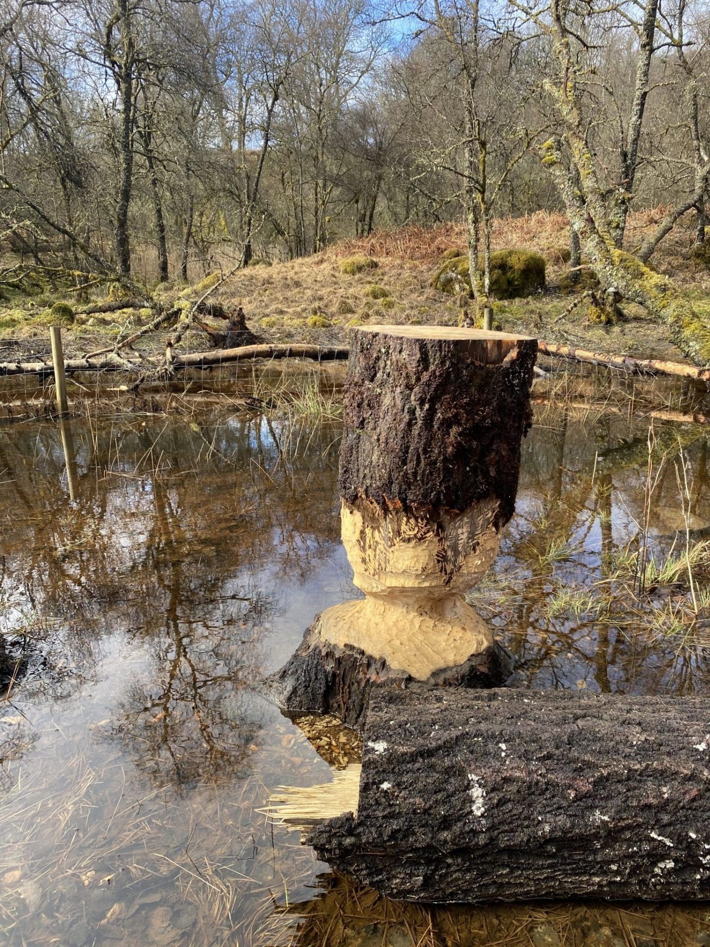 beaver eaten tree scotland