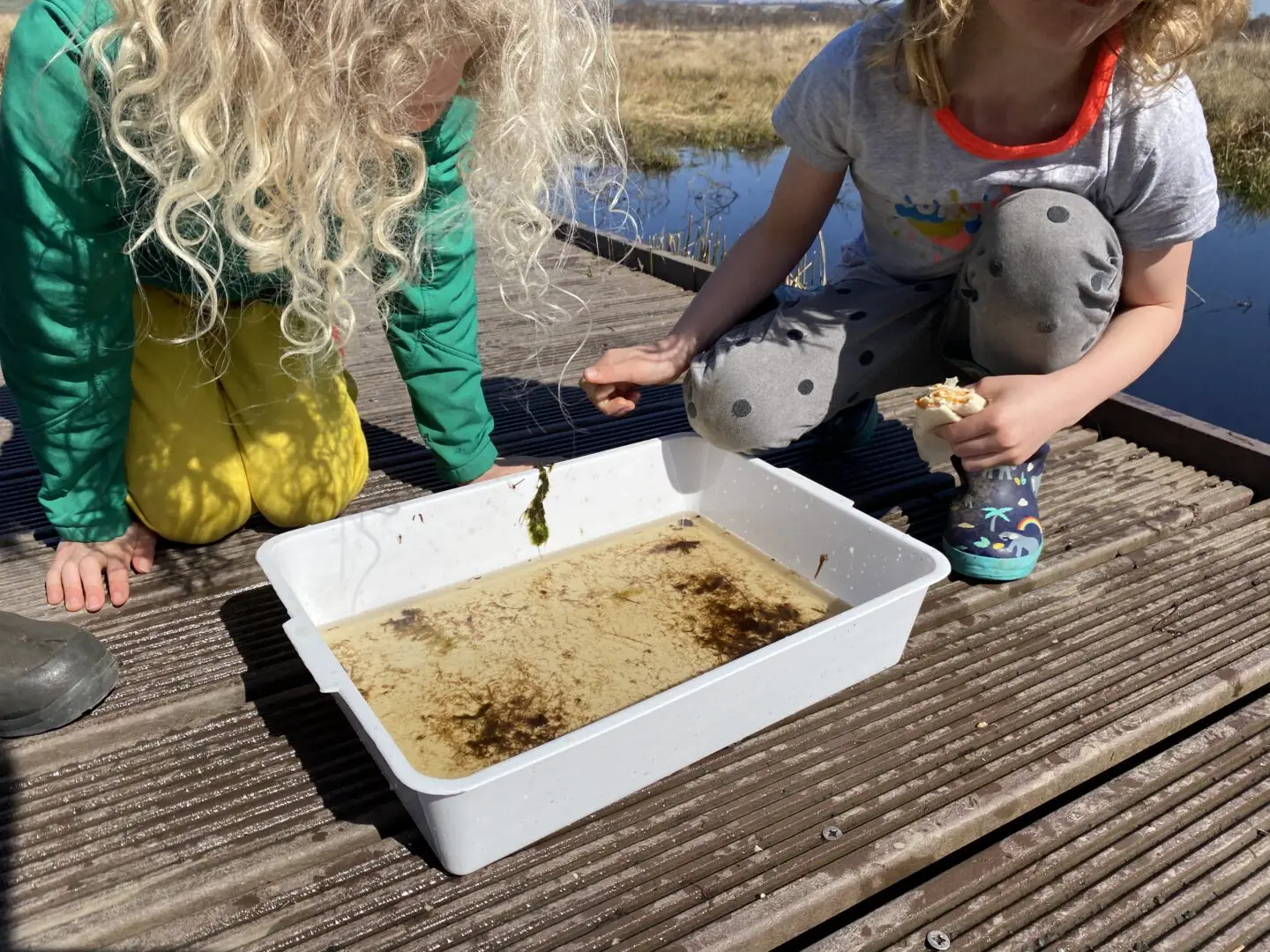 children pond dipping for home education science