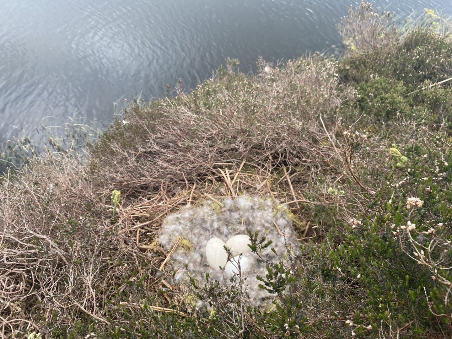 goose egg nest with down feathers