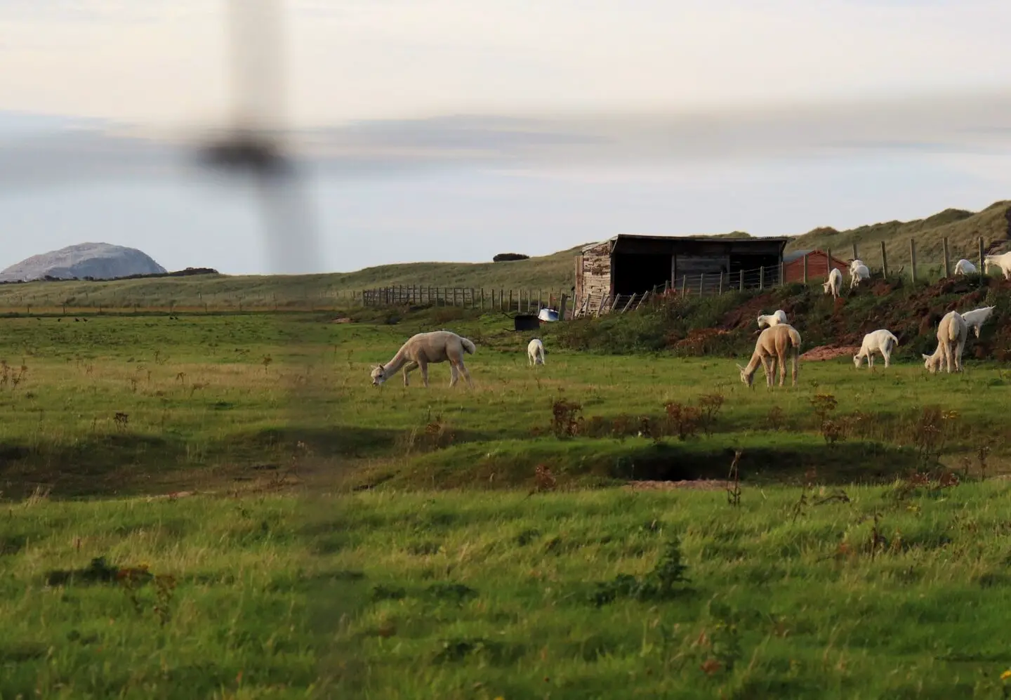 llamas in a field
