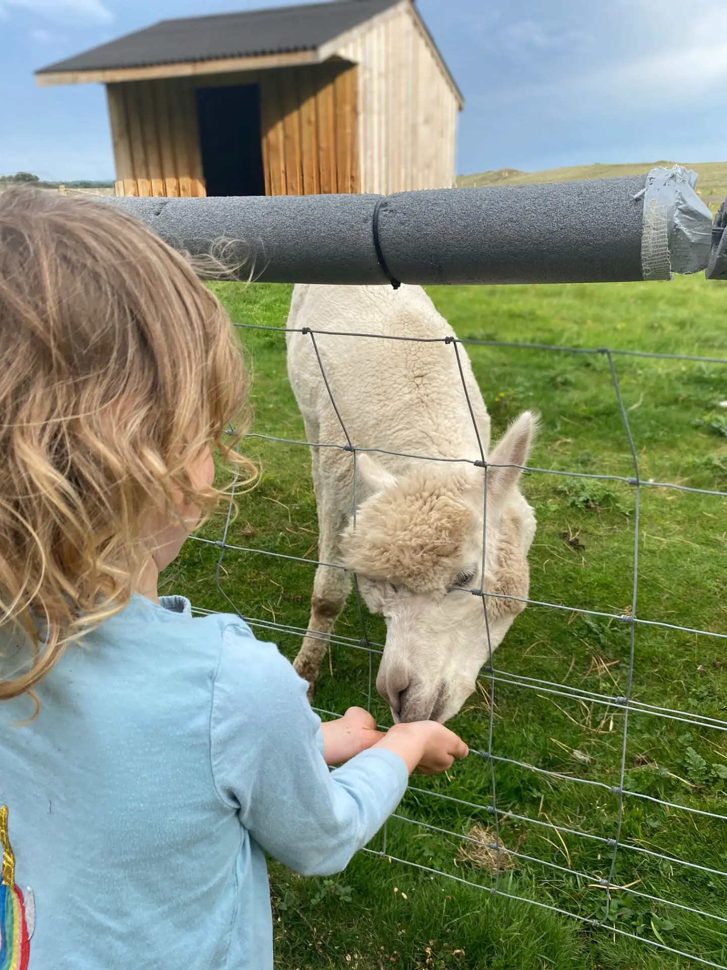 child feeding llama in Scotland