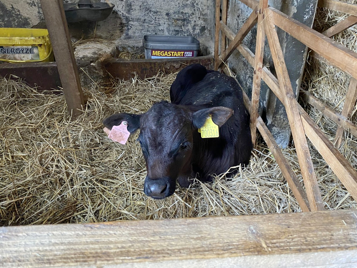 calf in farm yard enclosure