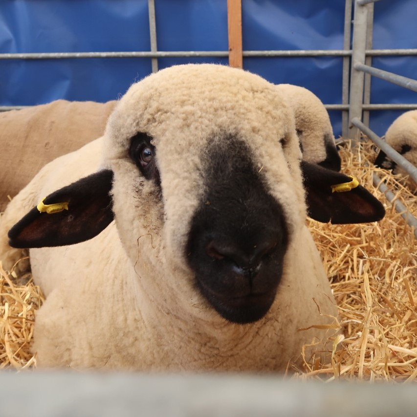 sheep at the Highland show