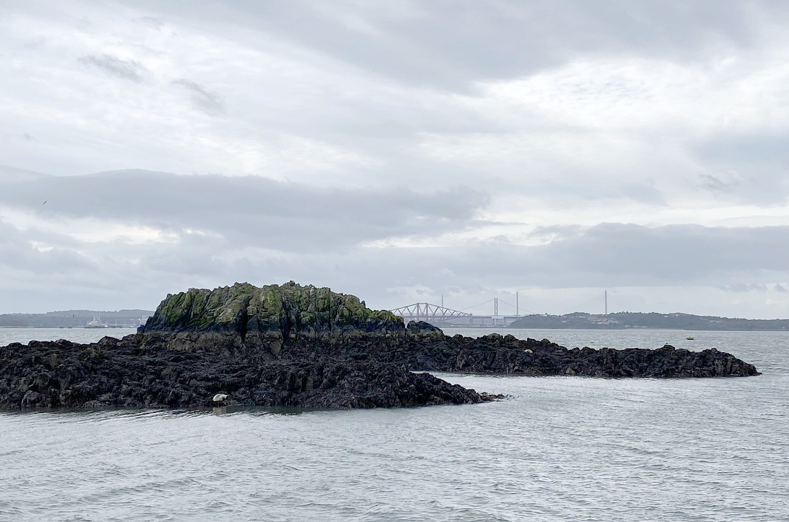 seals in the Firth of Forth