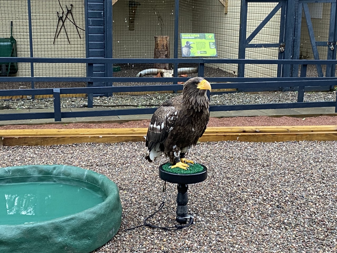 Blairdrummond safari park falconry
