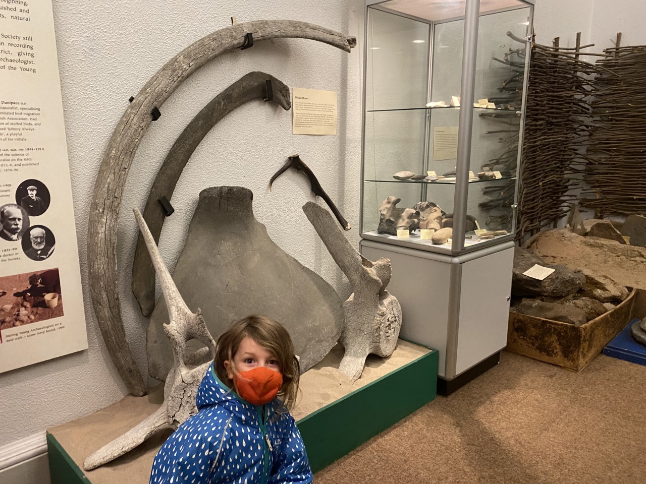 whale bones from carse of Stirling at the Smith gallery and museum