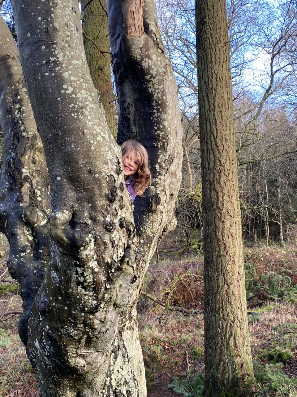 child in tree