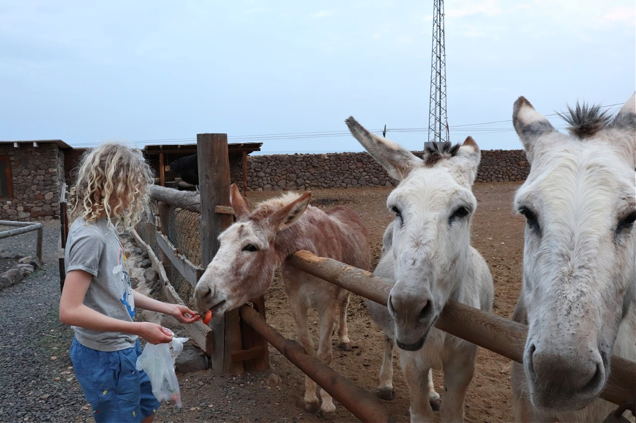 child feeding donkeys a carrot