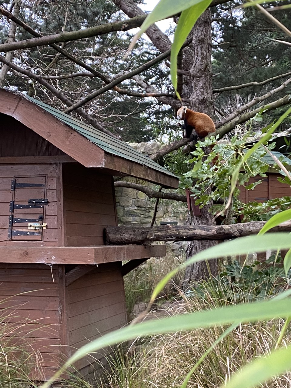 red panda at Edinburgh zoo