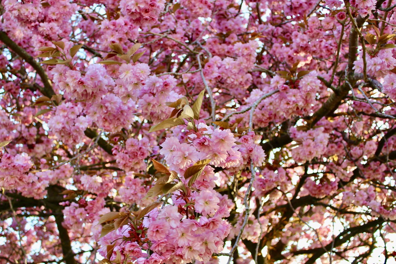 cherry blossom