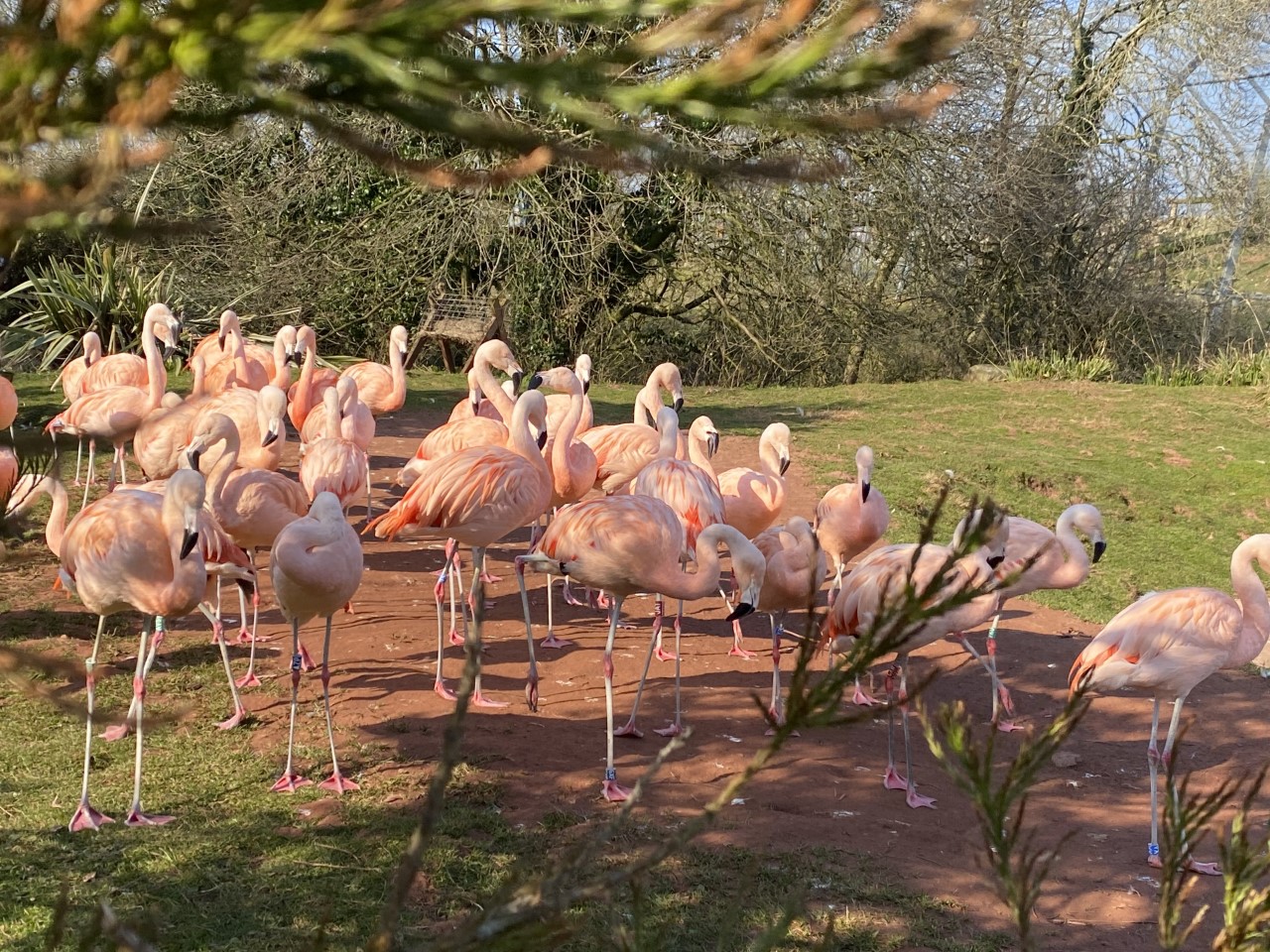 flamingos