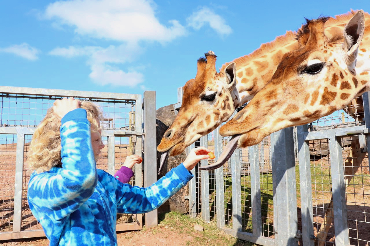 feeding giraffes