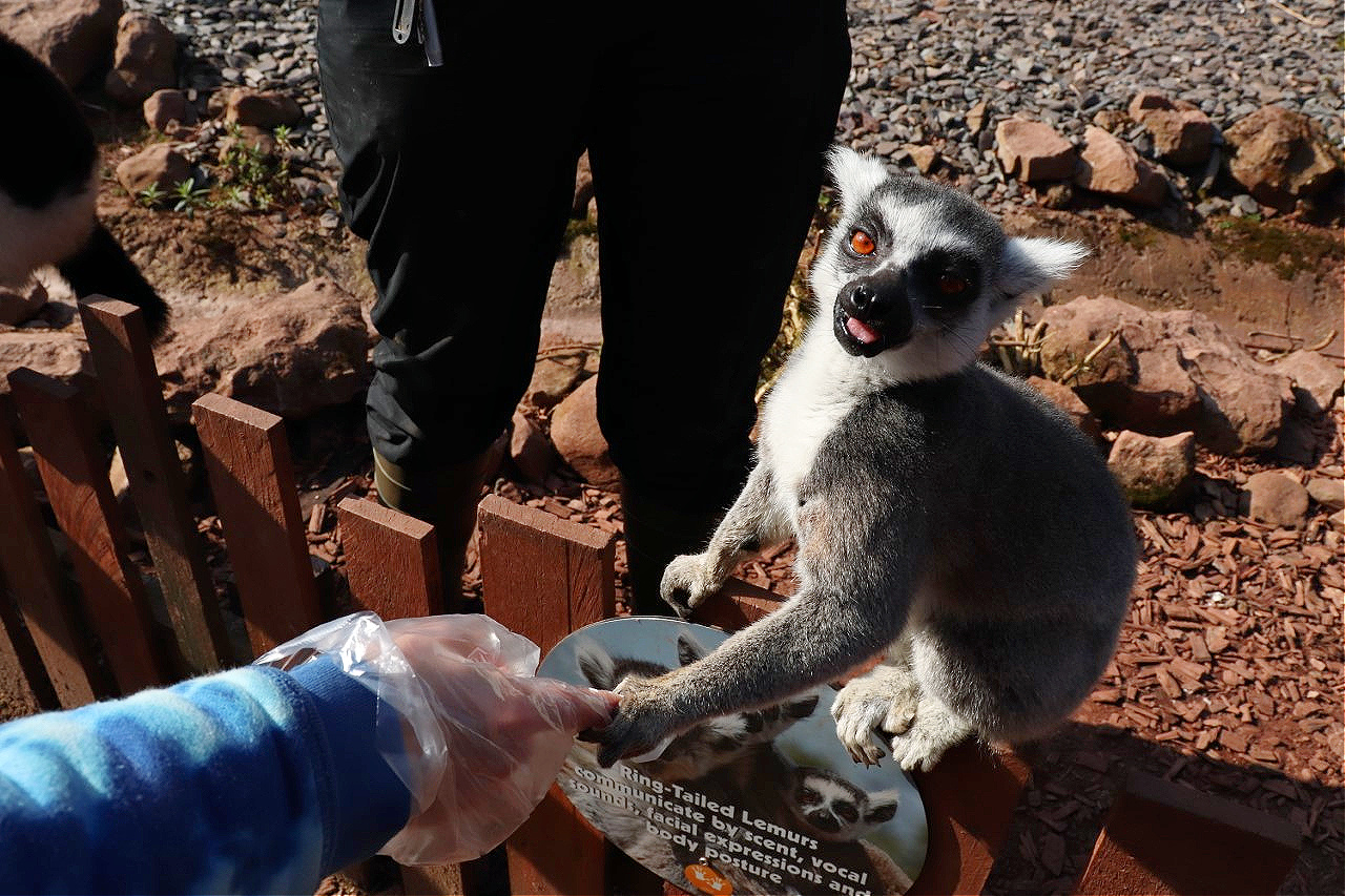 lemur holding childs fingers