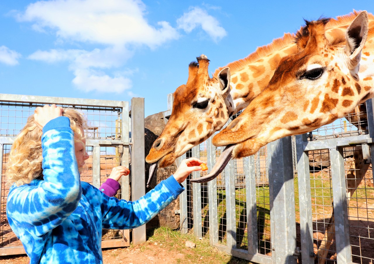 child feeding giraffes
