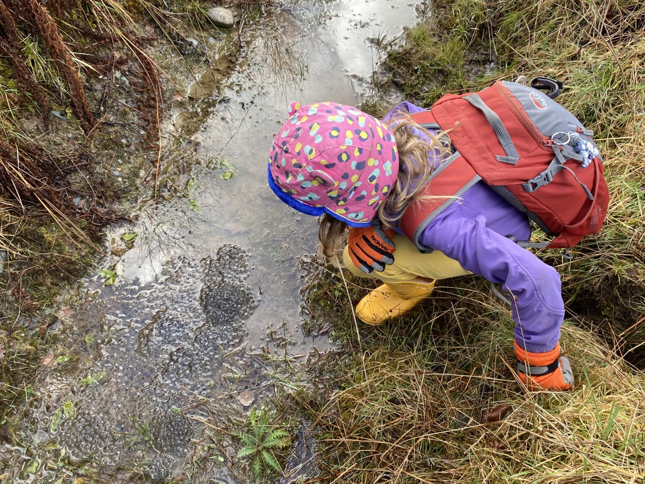 child looking at frogspawn