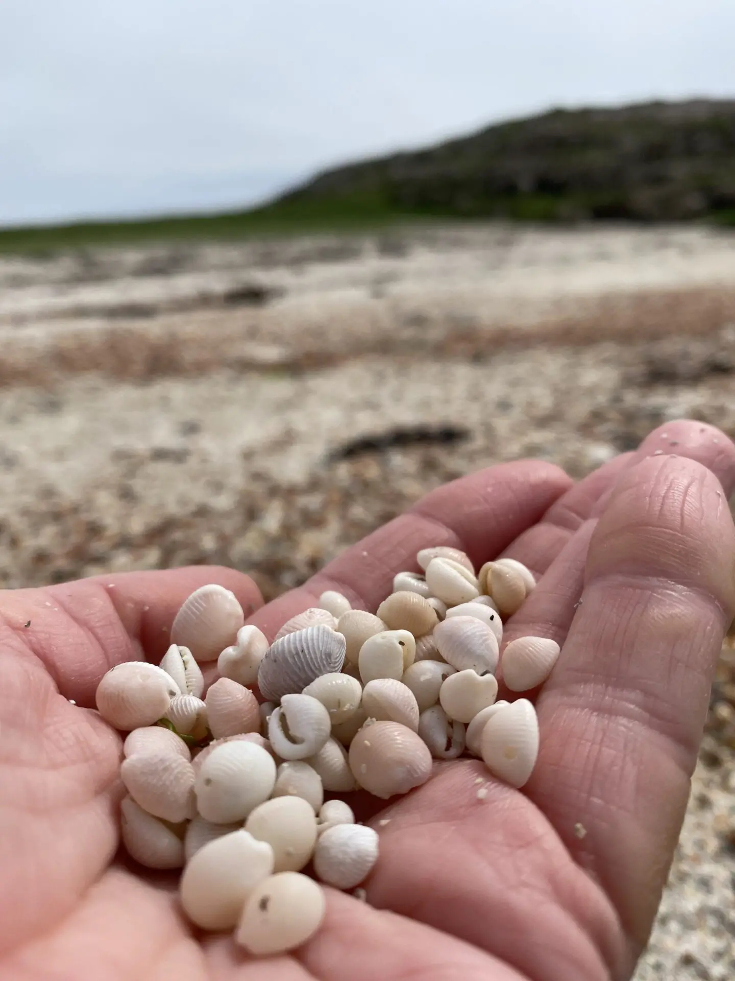 Cowrie shells in a hand