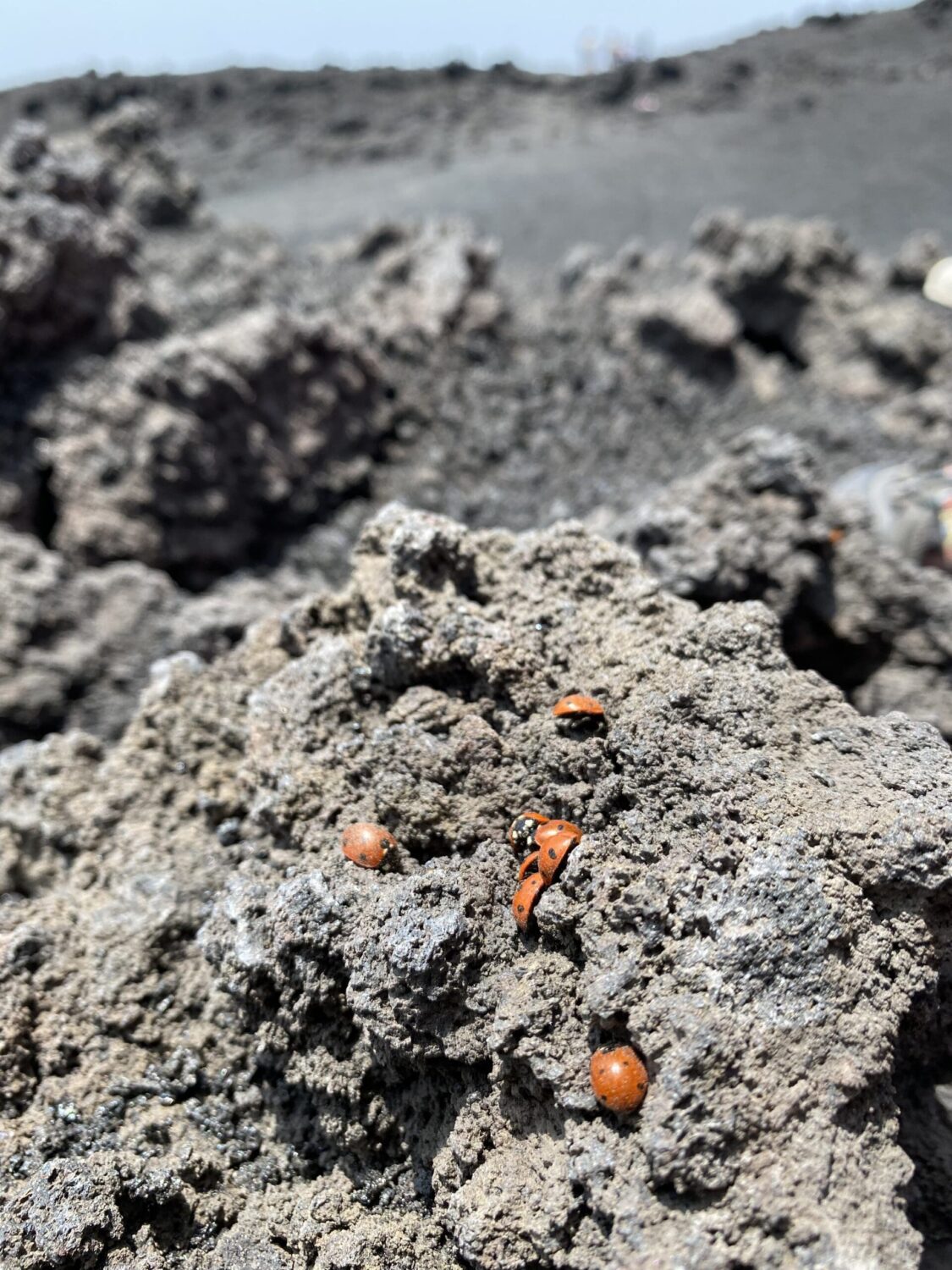 Ladybirds on Mt Etna