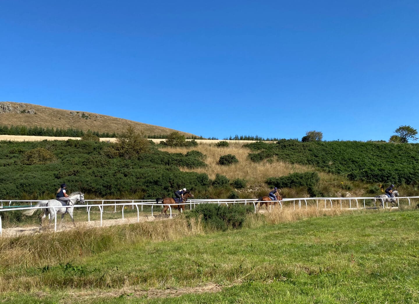 Racehorses racing on track