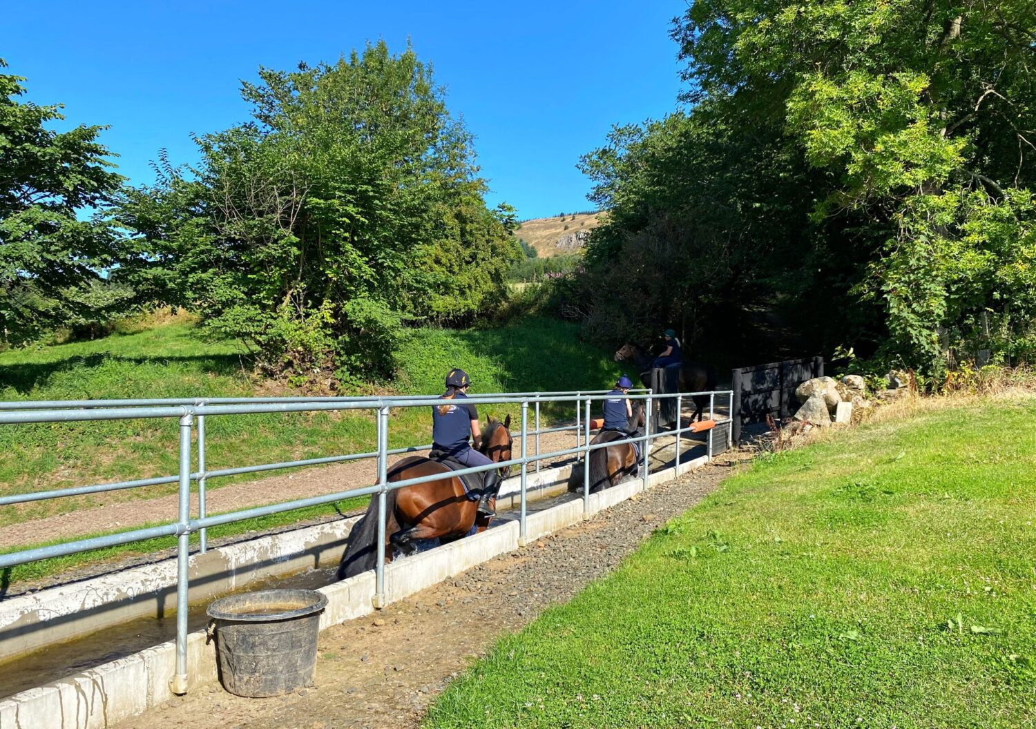 Horses walking through water bath to cool down