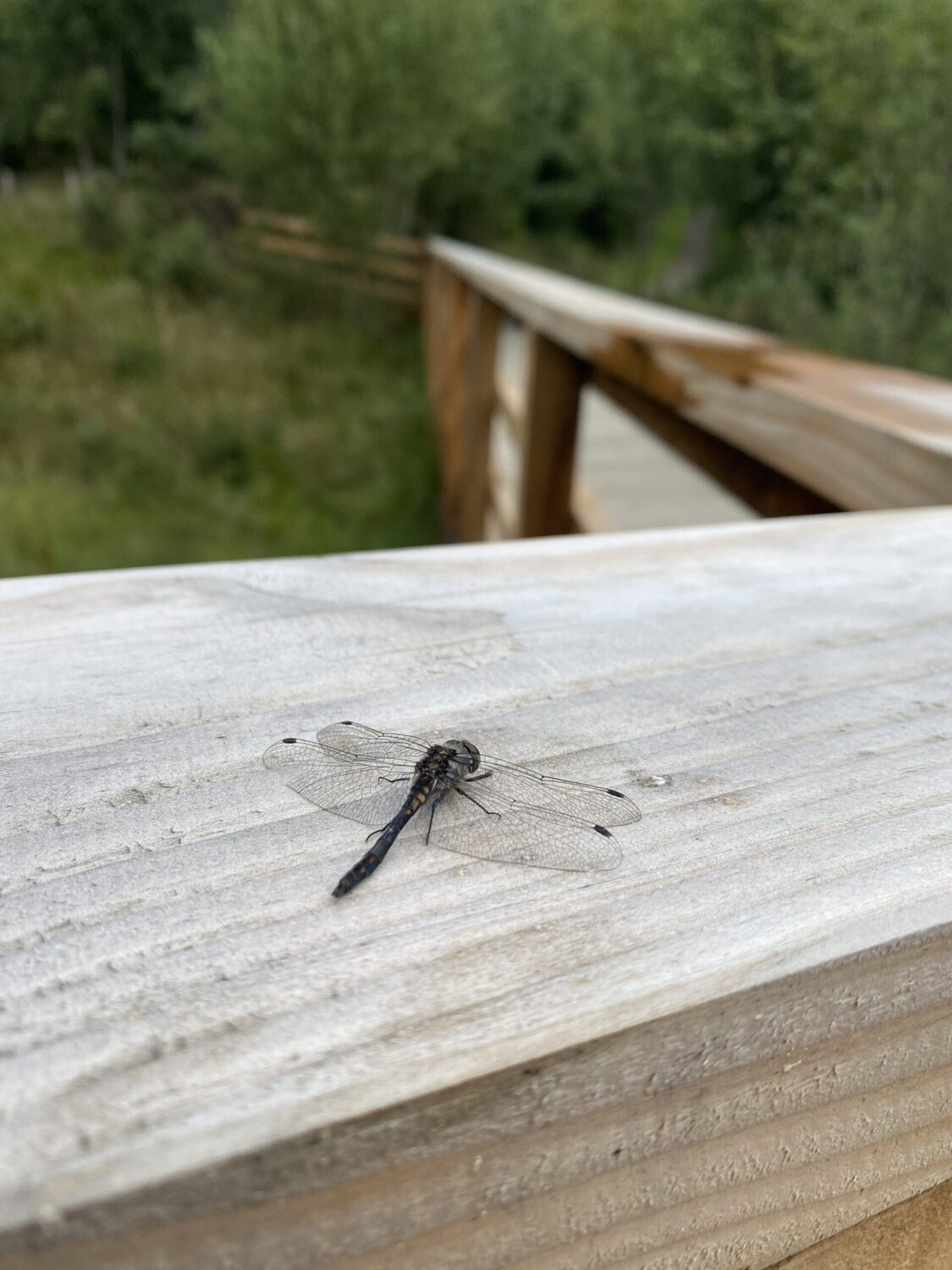 Dragonfly on wooden fence