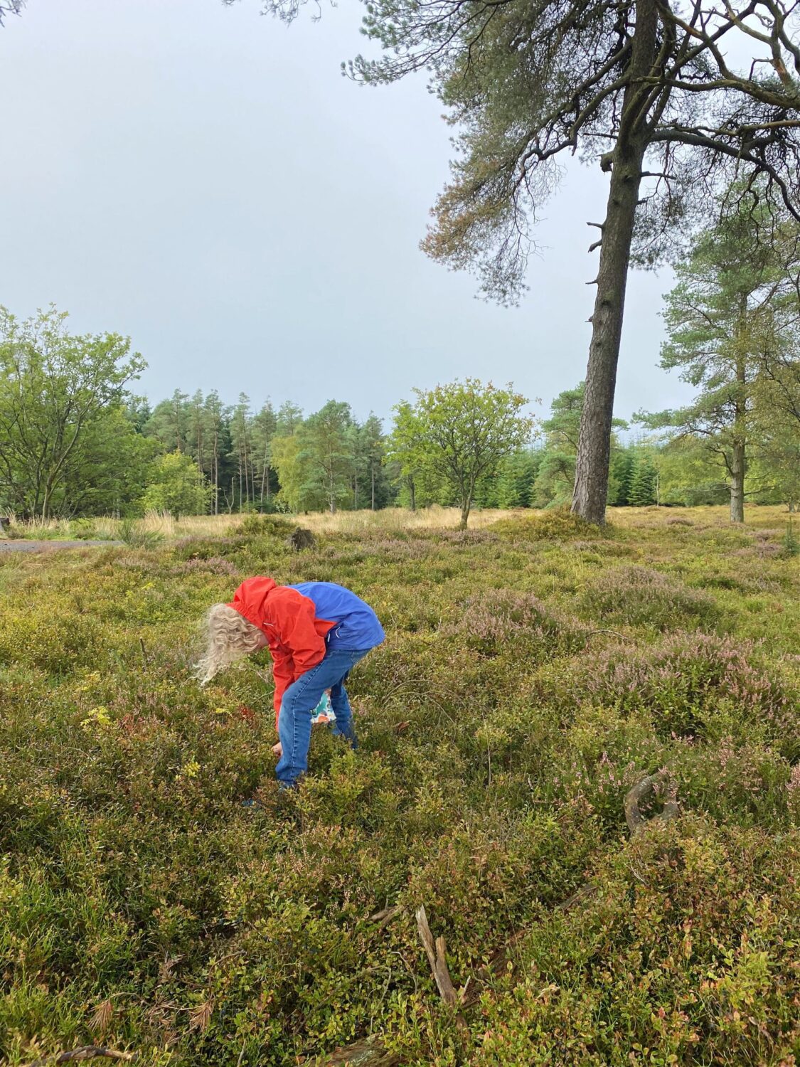 Picking blaeberries Scotland