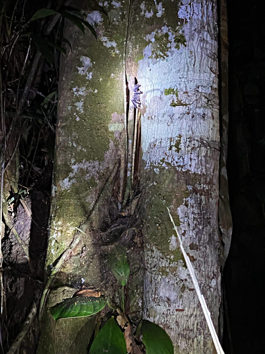 Tarantula on jungle tree Amazon