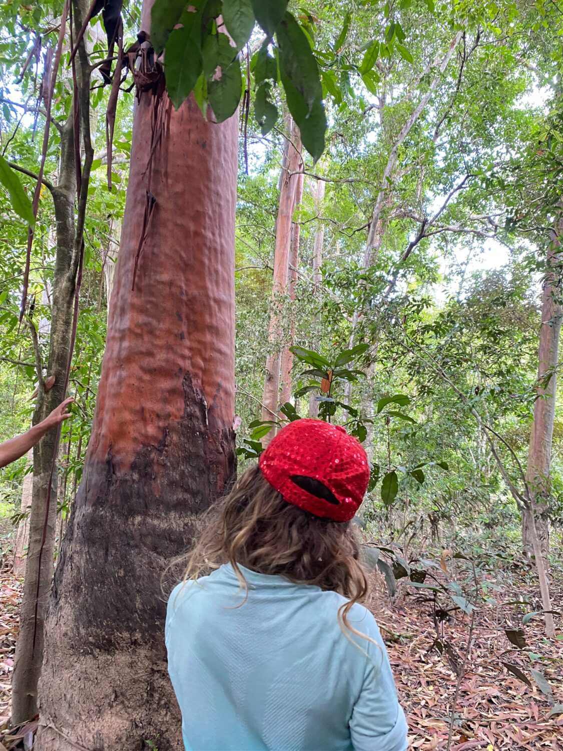 Red firewood tree