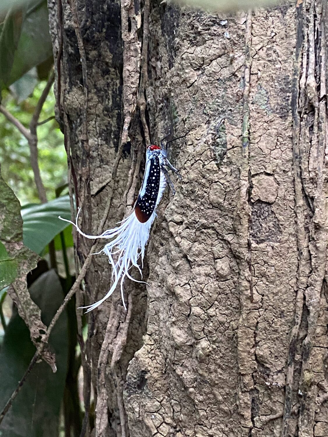 Caterpillar Amazon jungle