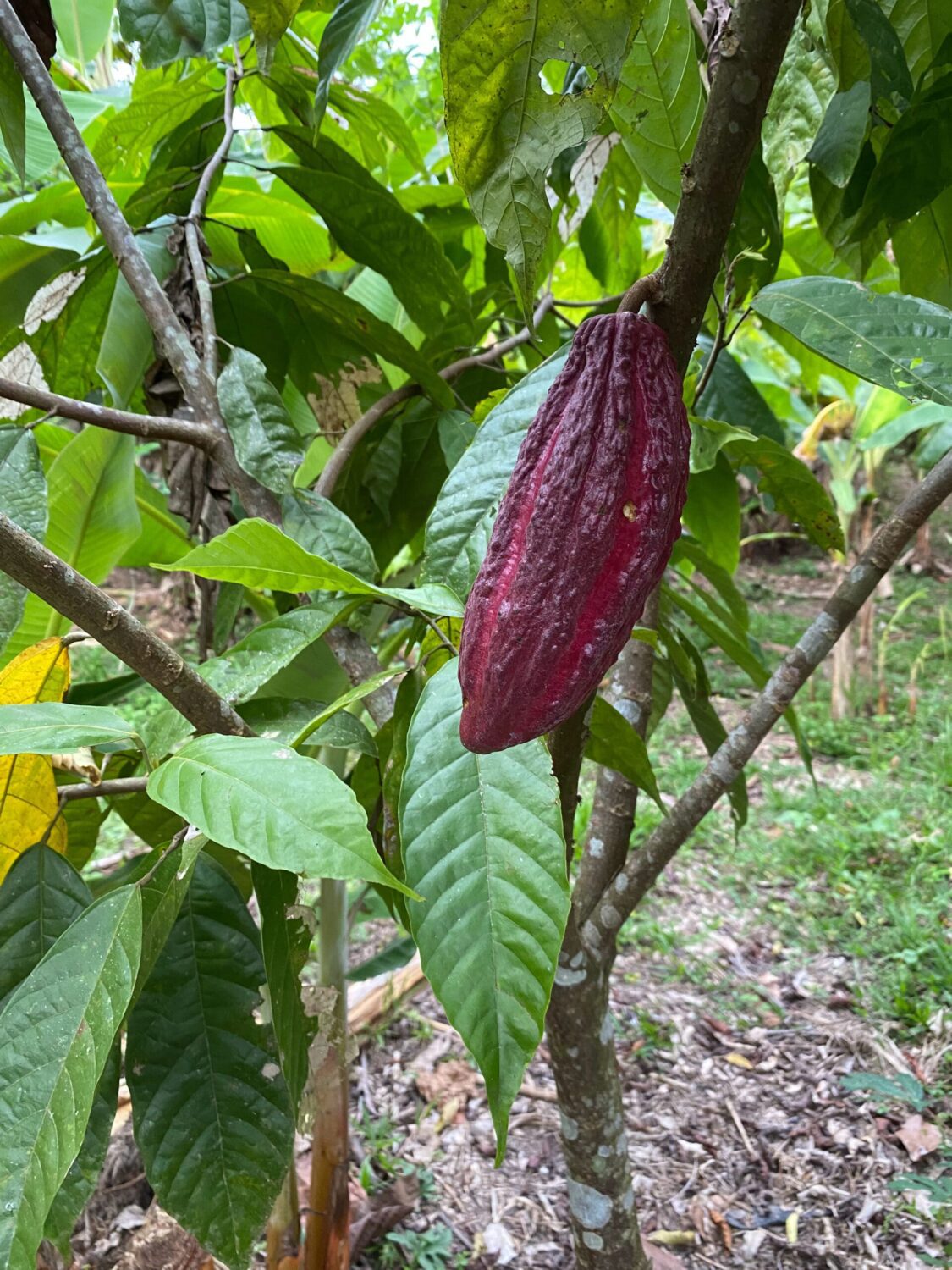 Cacao pod
