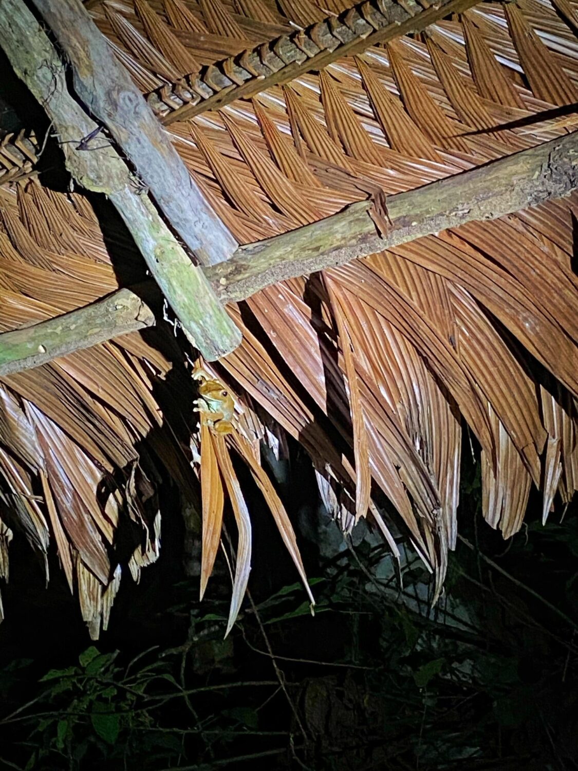 Tree frog in palm leaf roof