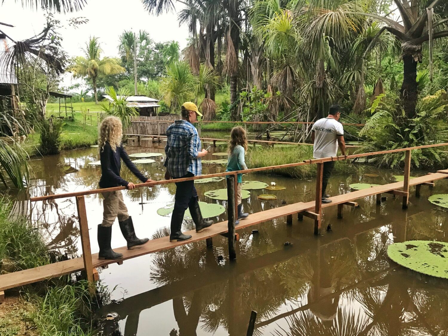Lily pad pond