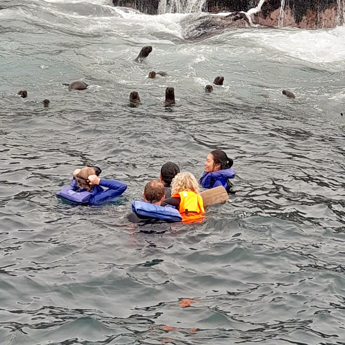 Swimming with sealions