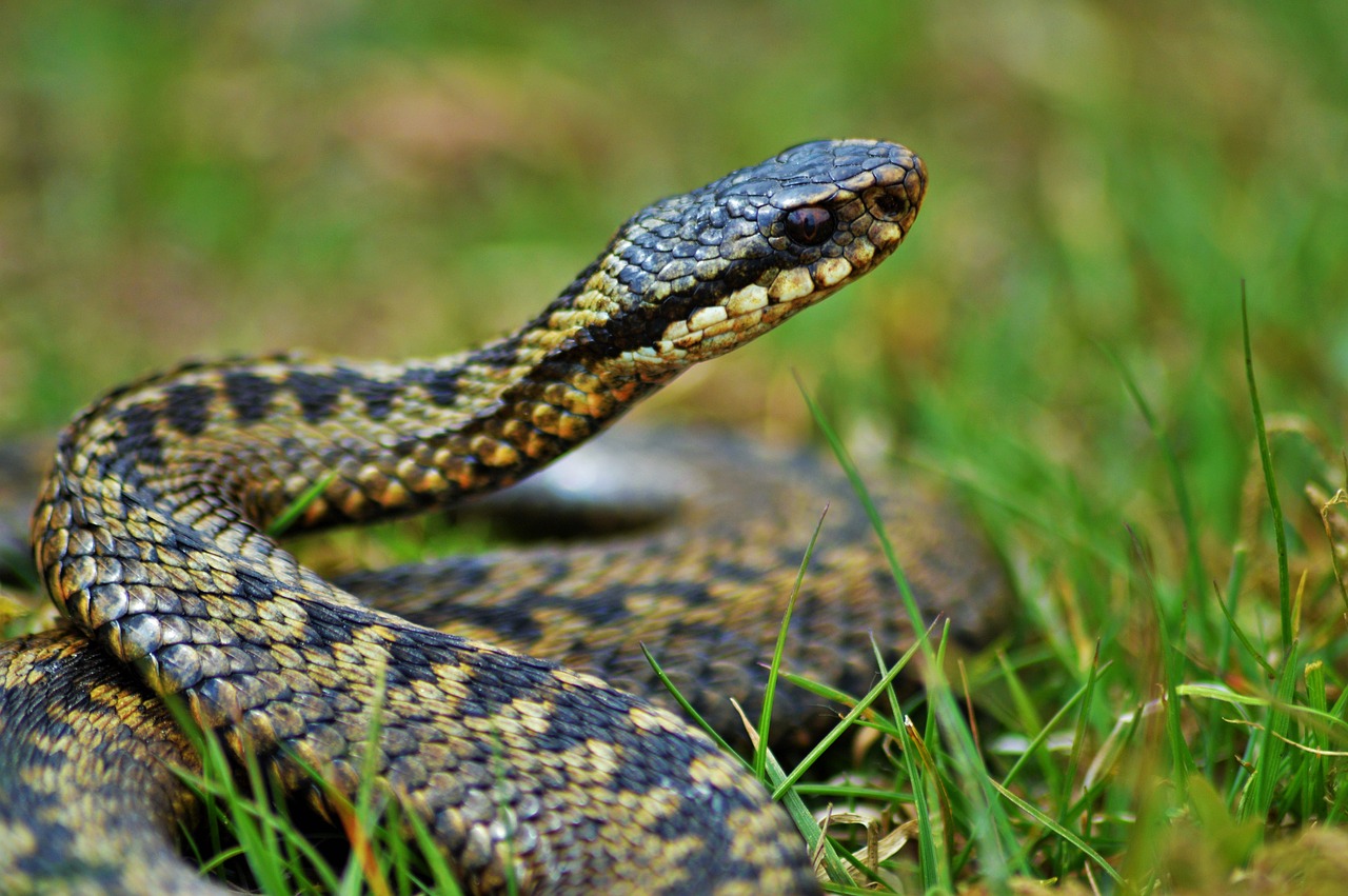 Scottish Adder snake in grass